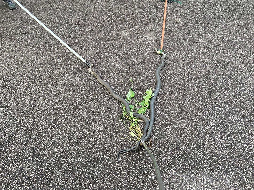 **已签发**柔：假期校园空荡荡繁殖好时机，志消活擒两交配中眼镜蛇 