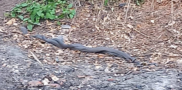 **已签发**柔：假期校园空荡荡繁殖好时机，志消活擒两交配中眼镜蛇 