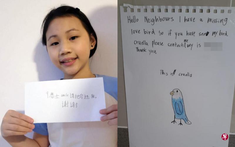 忘关窗爱鸟飞出不见 小女生自制启事寻鸟