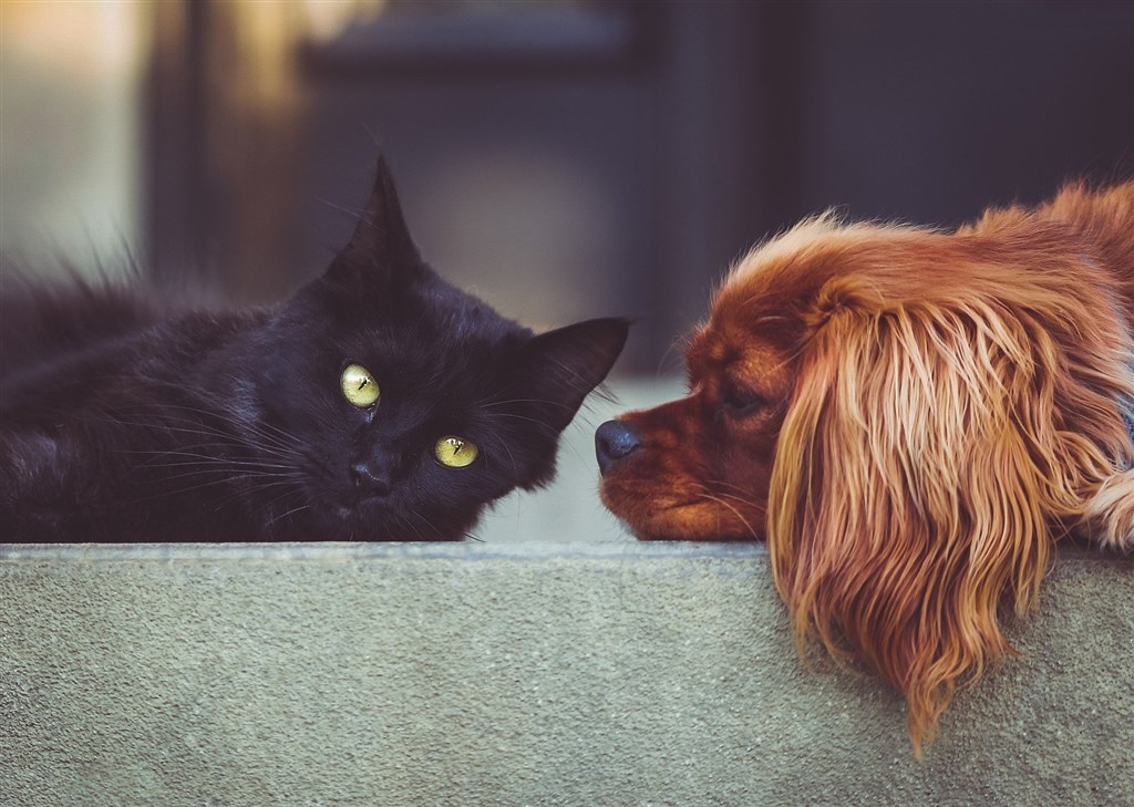 拚图)日本强制宠物业者为犬猫植晶片 2022年6月起实施
