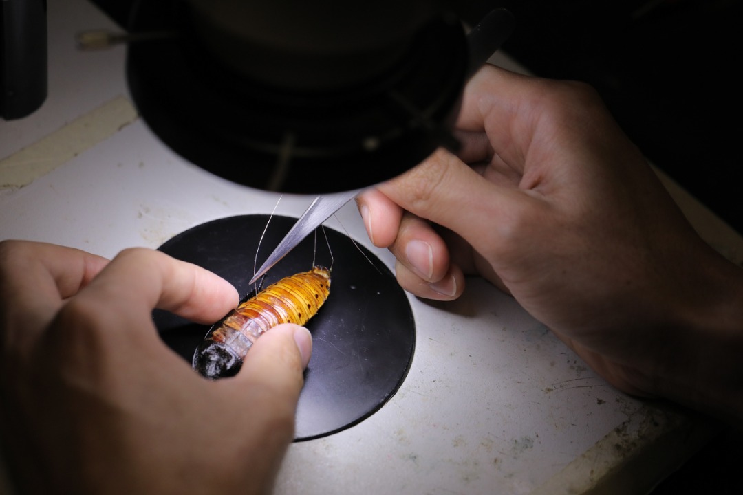 拼盘 必下 新加坡科学家研制半机械蟑螂，有望应用在未来灾难现场救难   