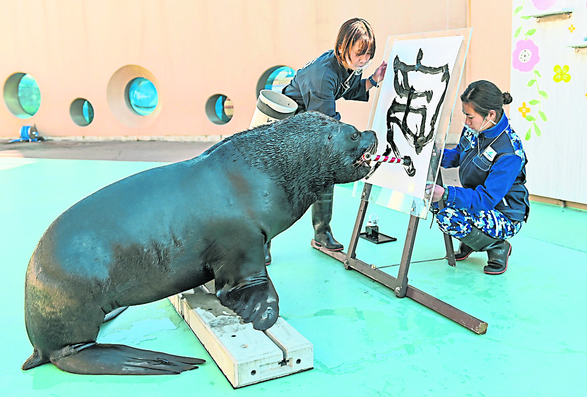 拼盘  提早拜寅虎年 日本海狮用毛笔书写“寅”字 