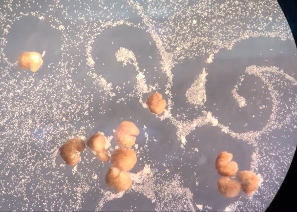 拼盘/青蛙胚胎抽取干细胞 制首个可繁殖机械人