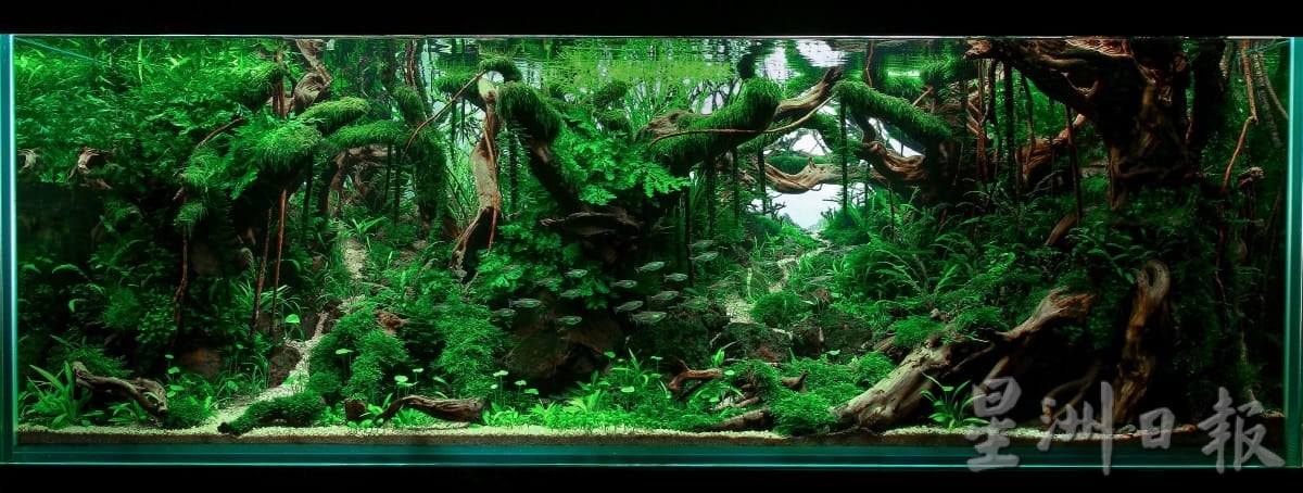 柔:时尚记事簿:(12月18日见报)生态缸造景如大自然缩影,让人沉静自然世界