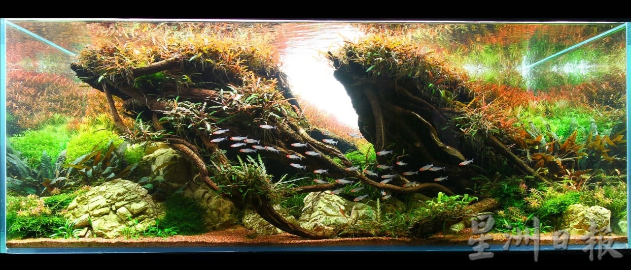 柔:时尚记事簿:(12月18日见报)生态缸造景如大自然缩影,让人沉静自然世界