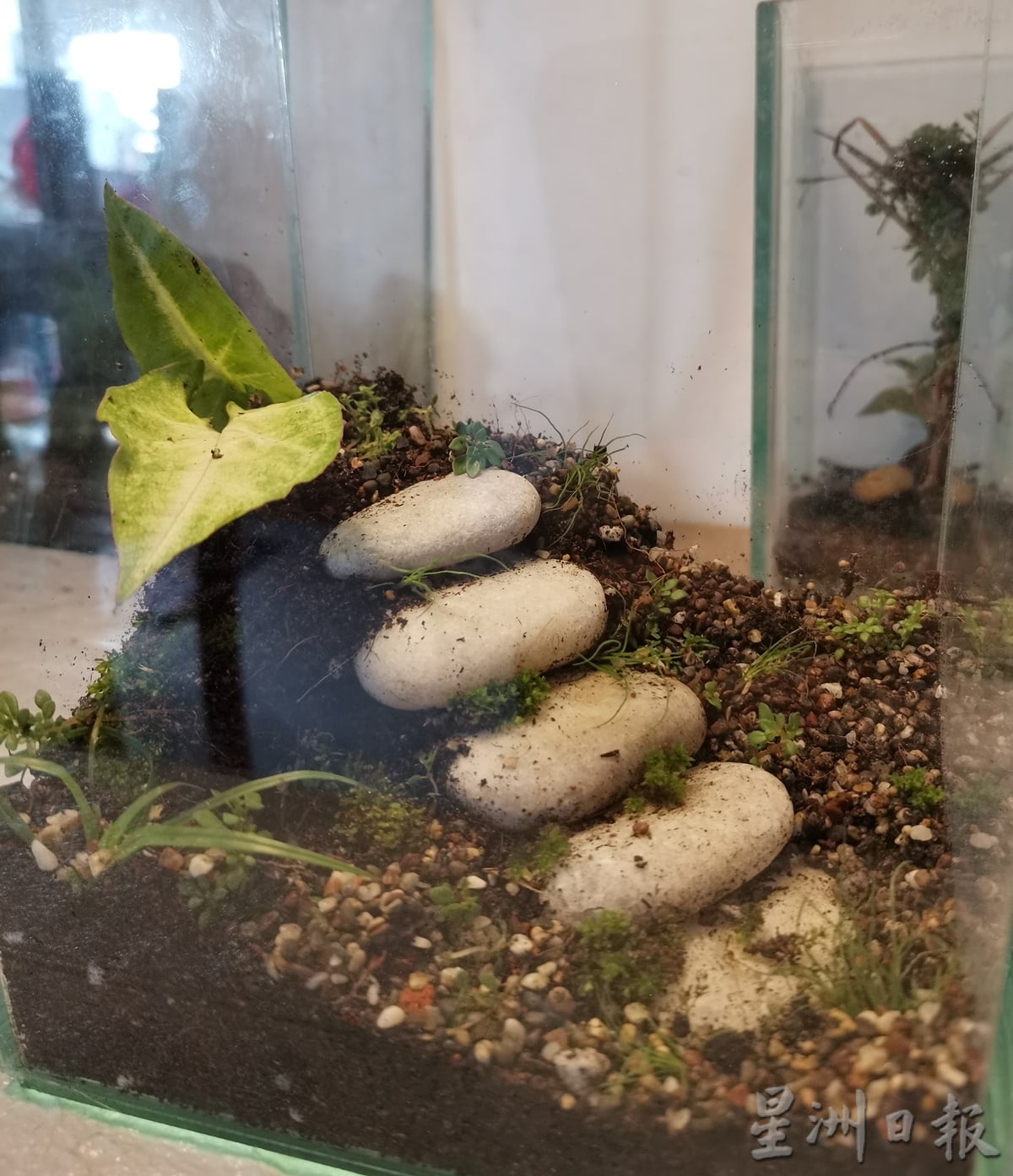 柔:时尚记事簿:(12月18日见报)生态缸造景如大自然缩影,让人沉静自然世界