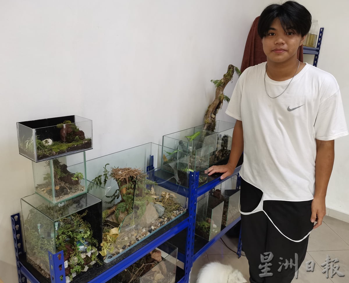 柔:时尚记事簿:(12月18日见报)生态缸造景如大自然缩影,让人沉静自然世界