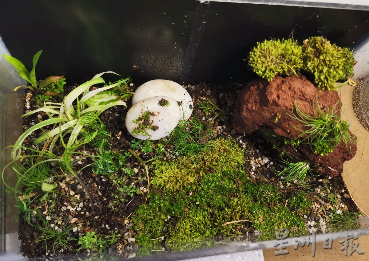 柔:时尚记事簿:(12月18日见报)生态缸造景如大自然缩影,让人沉静自然世界