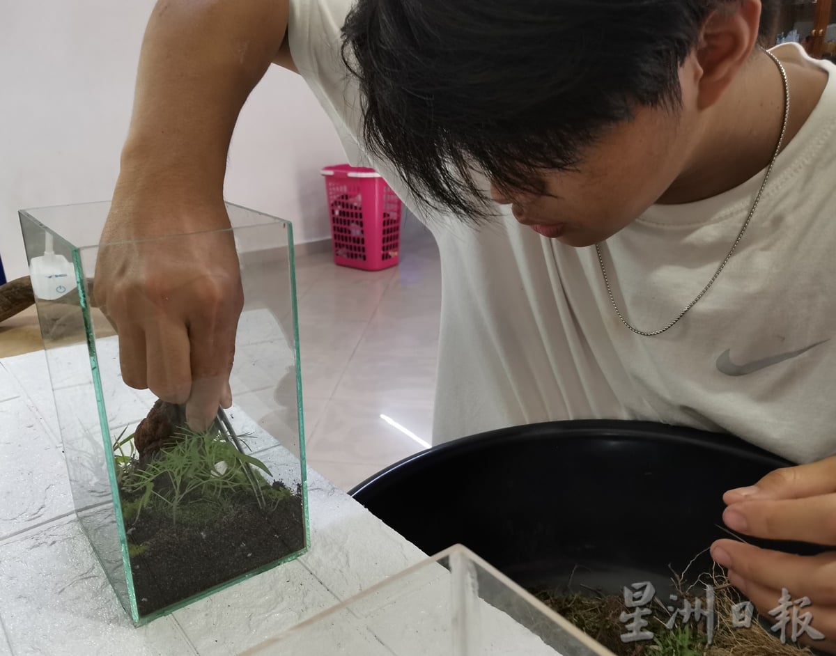 柔:时尚记事簿:(12月18日见报)生态缸造景如大自然缩影,让人沉静自然世界