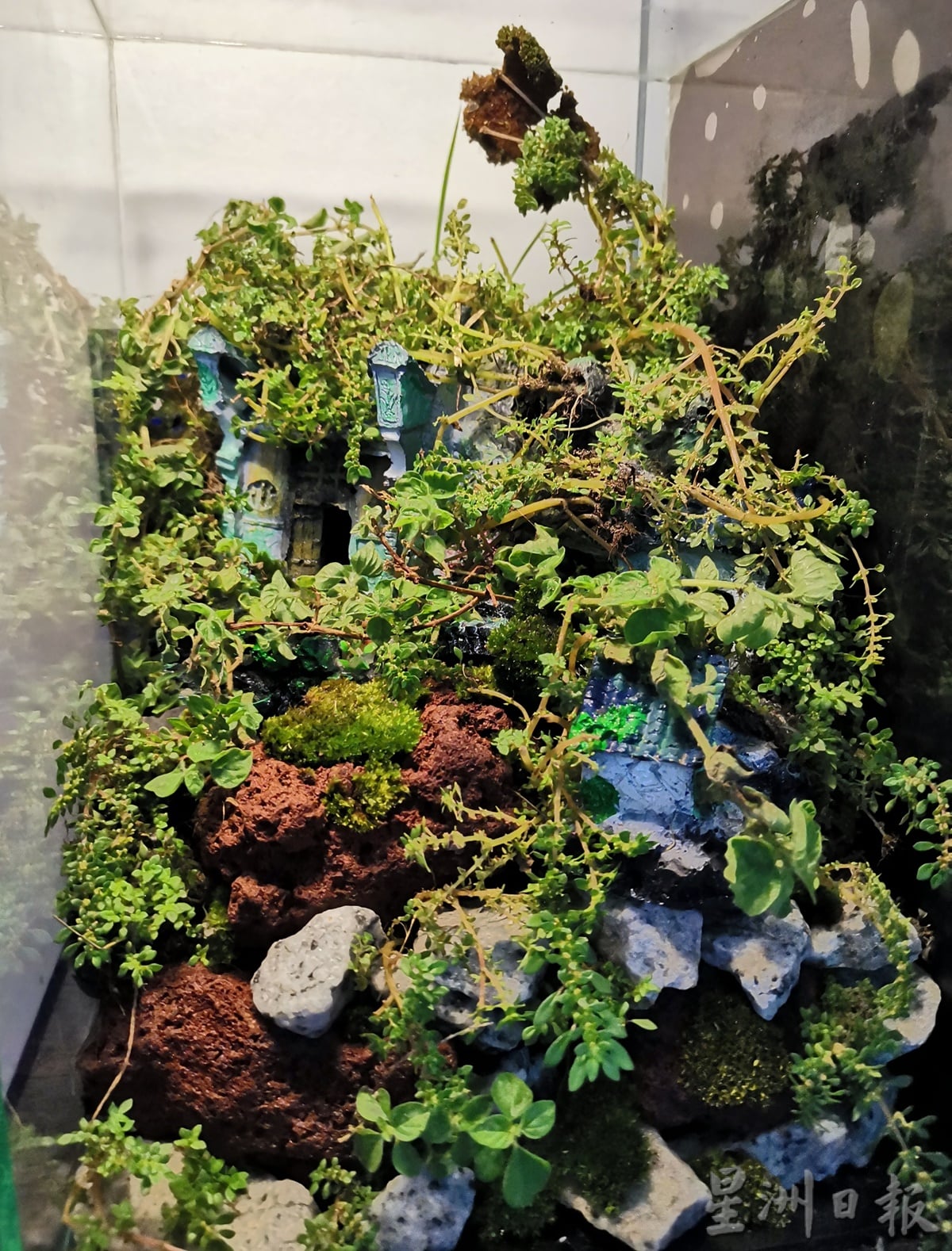 柔:时尚记事簿:(12月18日见报)生态缸造景如大自然缩影,让人沉静自然世界