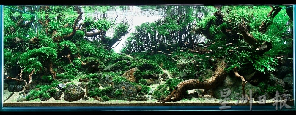 柔:时尚记事簿:(12月18日见报)生态缸造景如大自然缩影,让人沉静自然世界