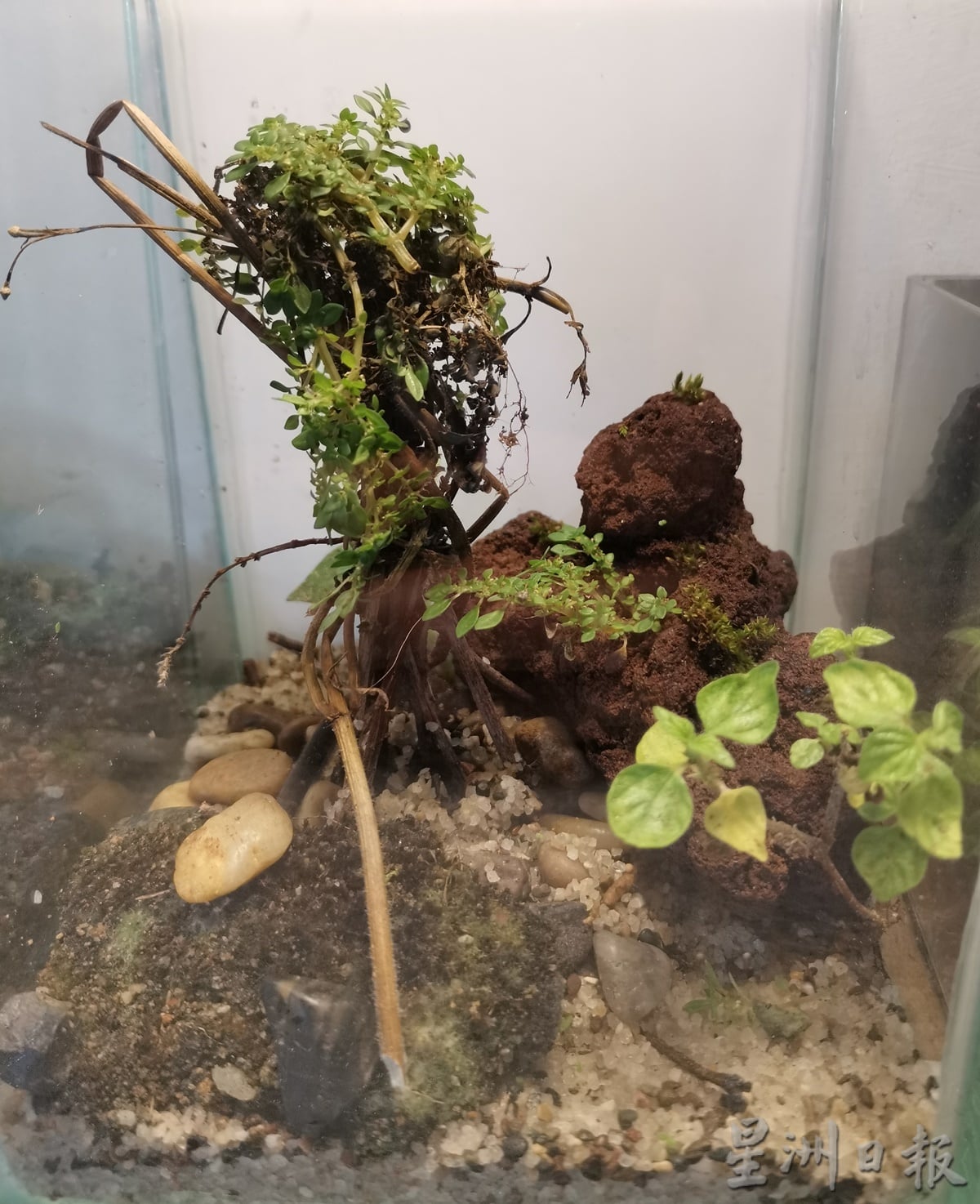 柔:时尚记事簿:(12月18日见报)生态缸造景如大自然缩影,让人沉静自然世界