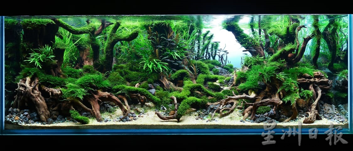 柔:时尚记事簿:(12月18日见报)生态缸造景如大自然缩影,让人沉静自然世界