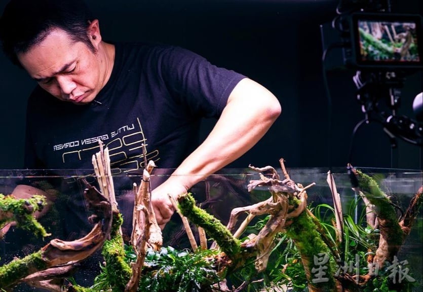 柔:时尚记事簿:(12月18日见报)生态缸造景如大自然缩影,让人沉静自然世界