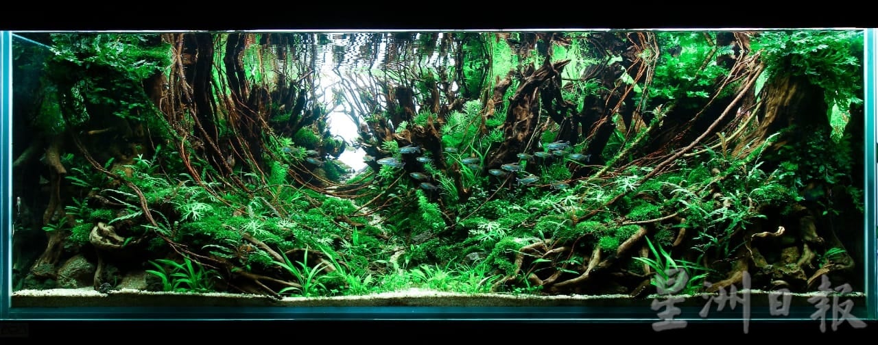 柔:时尚记事簿:(12月18日见报)生态缸造景如大自然缩影,让人沉静自然世界