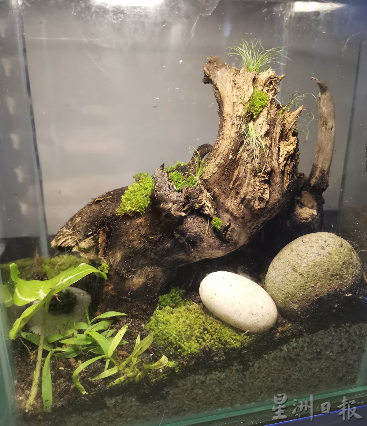 柔:时尚记事簿:(12月18日见报)生态缸造景如大自然缩影,让人沉静自然世界