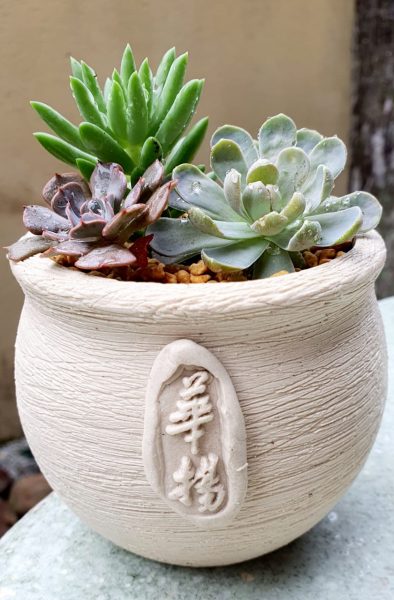 柔:石城华扬扶轮社邀峇株民众领养植物,居家园艺放松身心