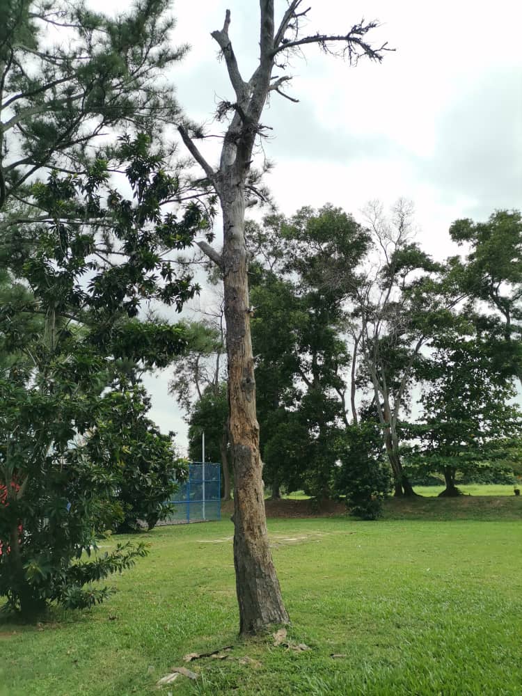 柔:老树遭白蚁侵蚀,市议会受促尽快抢救