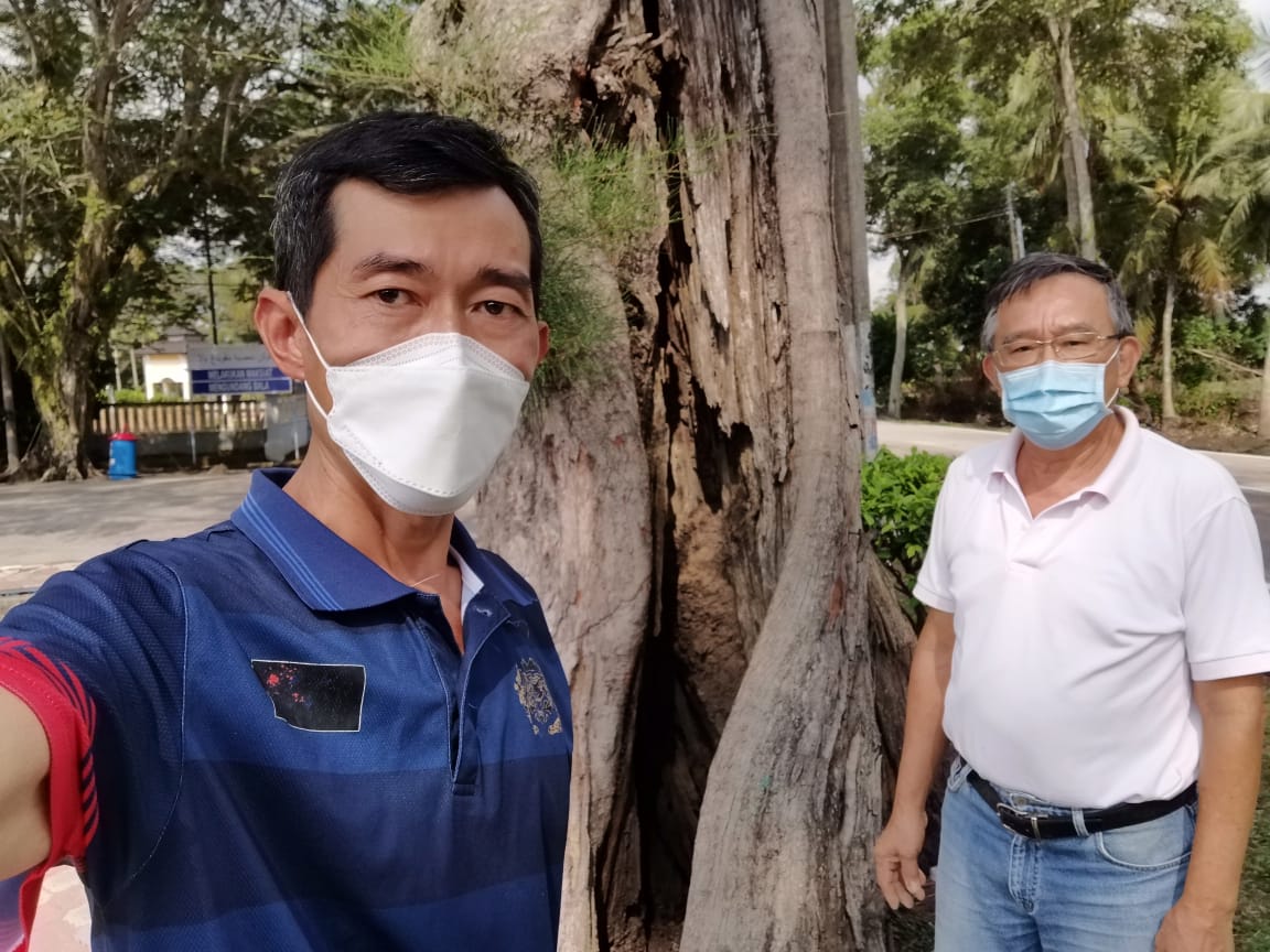 柔:老树遭白蚁侵蚀,市议会受促尽快抢救