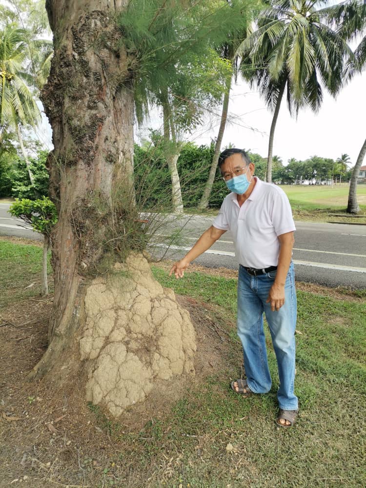 柔:老树遭白蚁侵蚀,市议会受促尽快抢救