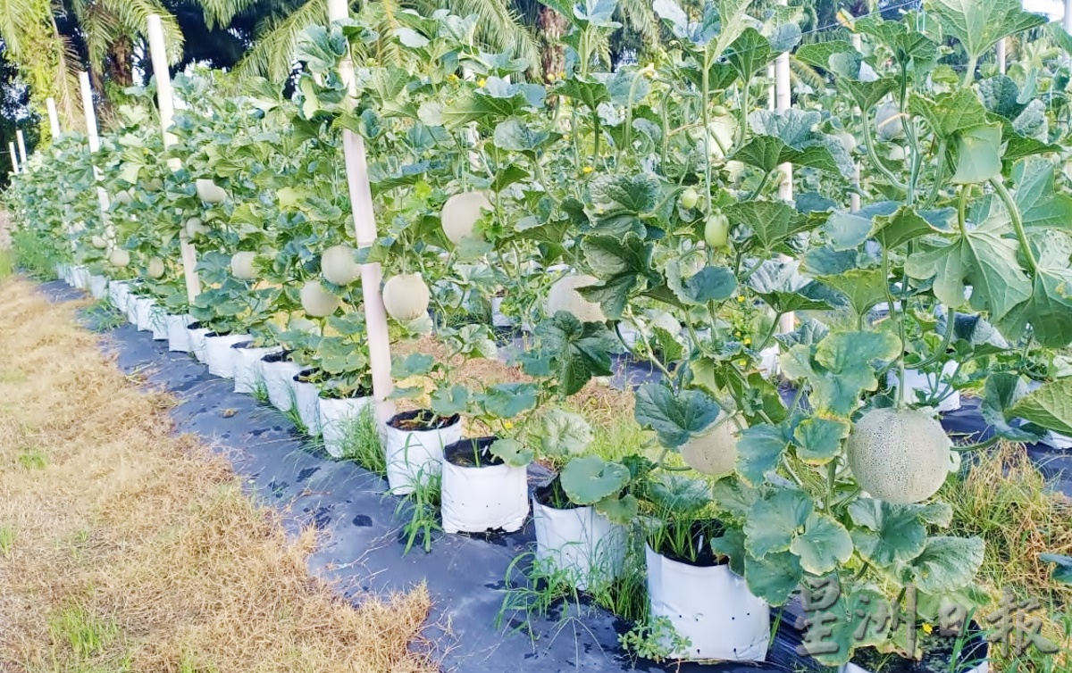 霹:12月24日见报/封底主文/【疫游霹雳】一家大小自驾乐 来趟安顺绿色之旅