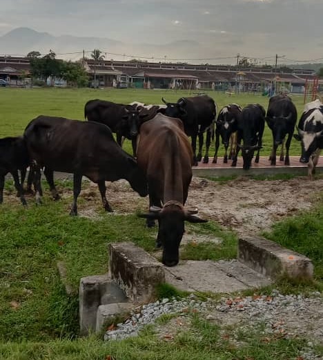 霹：罗思义：牛群排泄物困扰居民生活健康