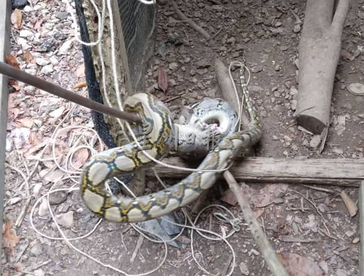 （古城版）蟒蛇潜入鸡寮