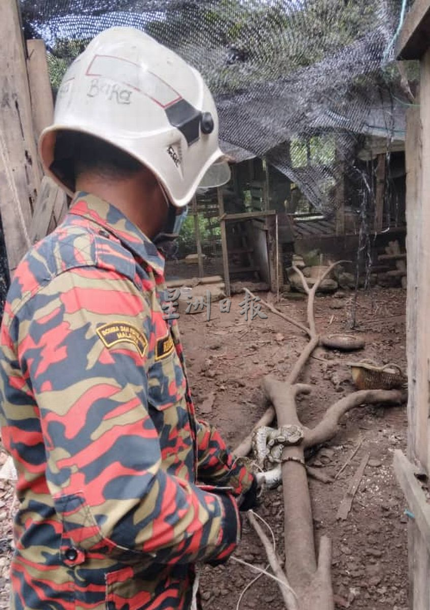 （古城版）蟒蛇潜入鸡寮