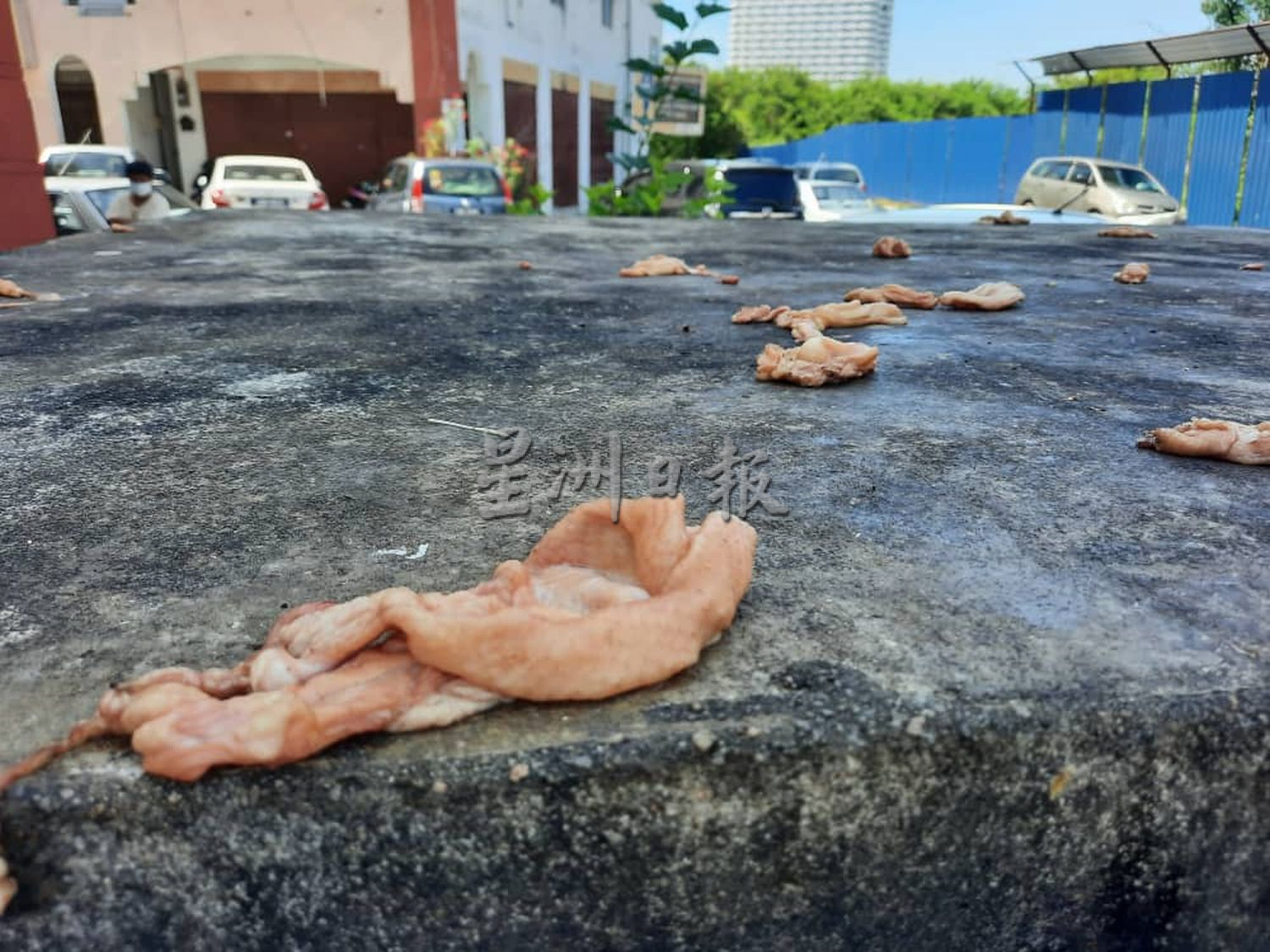 （古城第三版主文）居民喂养乌鸦，哥打拉沙马那乌达玛组屋区乌鸦满为患