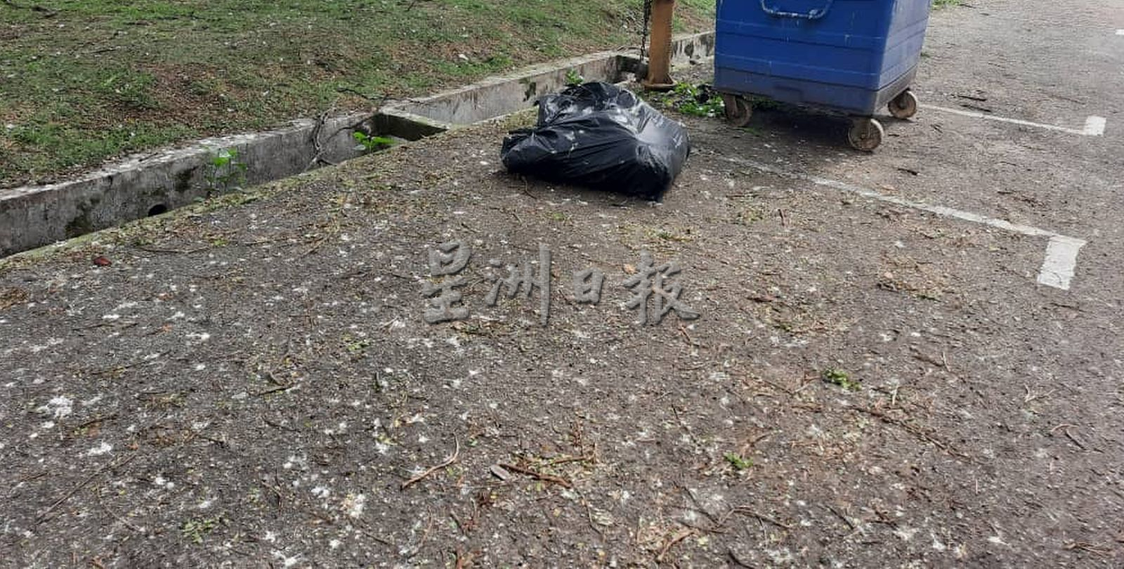 （古城第三版主文）居民喂养乌鸦，哥打拉沙马那乌达玛组屋区乌鸦满为患