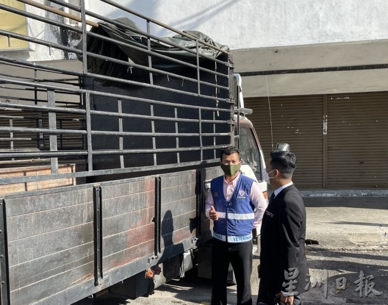 （大北马）巫裔男子非法运载21头活牛，被控时认罪罚款2000