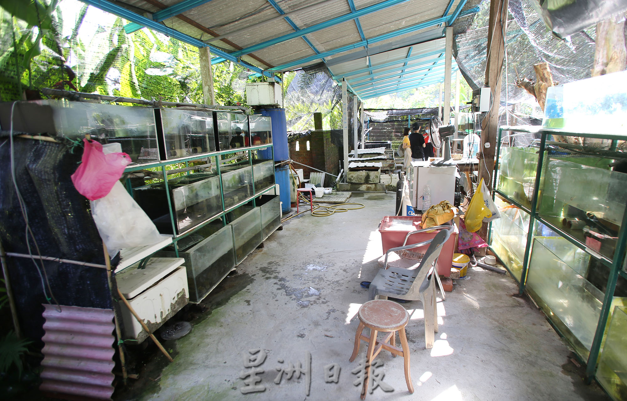 /1月1日元旦特稿三(霹20年菇业毁一旦)