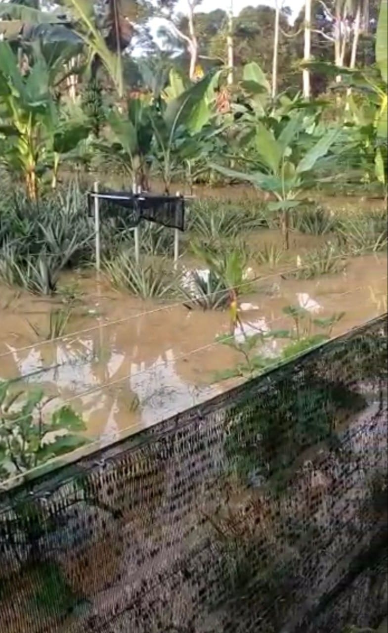 49公顷黄梨园淹没/主4州90农民损失540万