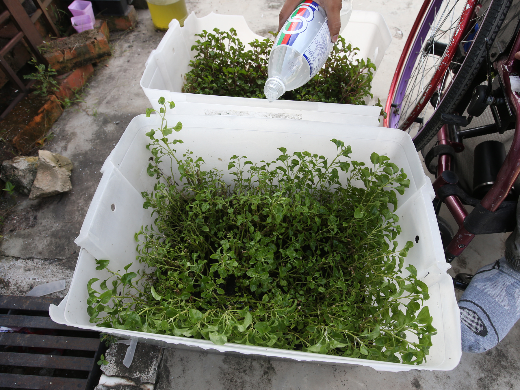 ★新年前刊，封面★柔：【特稿】：“鱼菜共生”种菜，障友拟携自栽蔬菜返家过年