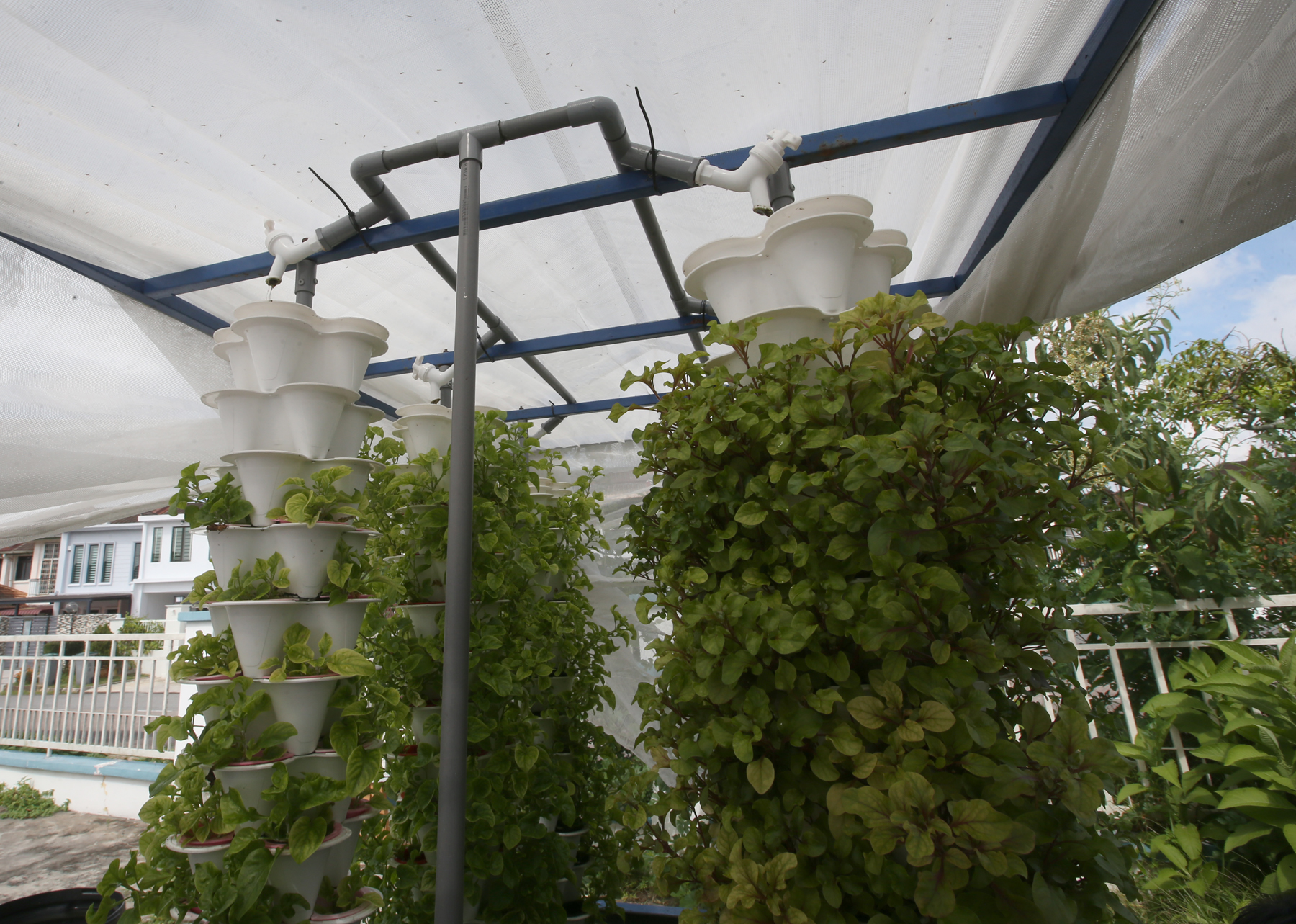 ★新年前刊，封面★柔：【特稿】：“鱼菜共生”种菜，障友拟携自栽蔬菜返家过年