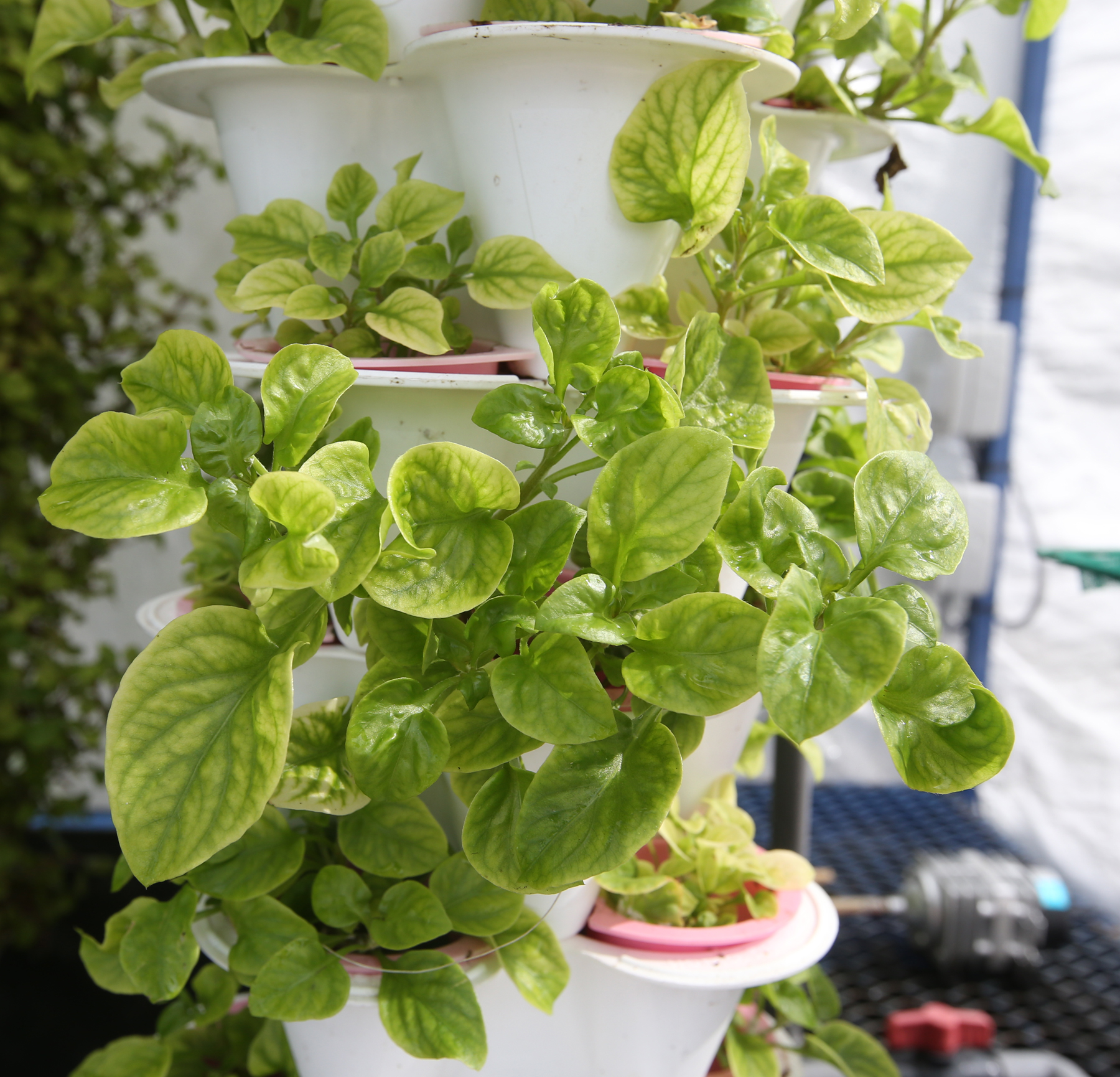 ★新年前刊，封面★柔：【特稿】：“鱼菜共生”种菜，障友拟携自栽蔬菜返家过年