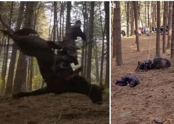 《太宗李芳远》涉虐动物 剧组认马拍完戏1周后死亡