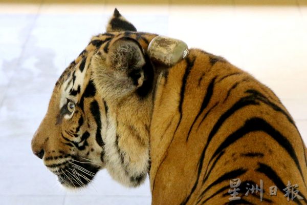 【老虎保育01】野生动物救援中心:养虎为救