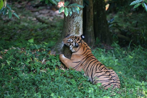 【老虎保育01】野生动物救援中心:养虎为救