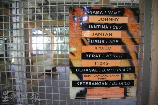 【老虎保育01】野生动物救援中心:养虎为救