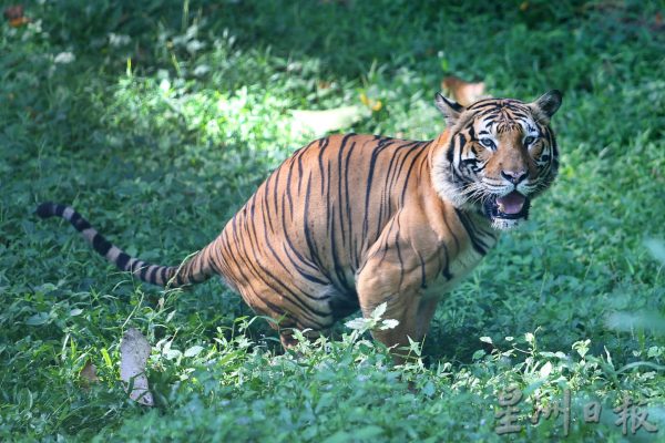 【老虎保育01】野生动物救援中心:养虎为救