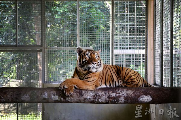 【老虎保育01】野生动物救援中心:养虎为救