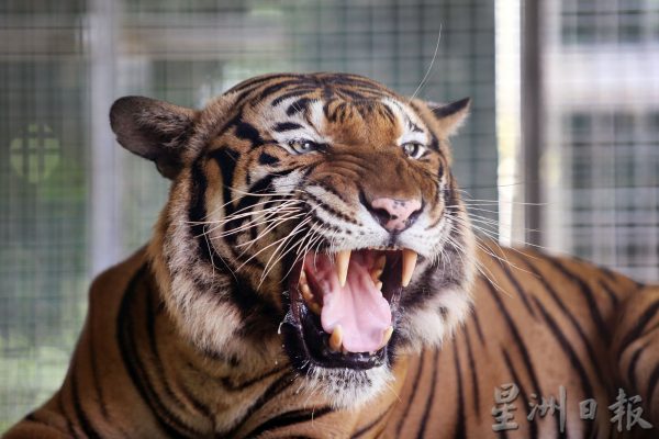 【老虎保育01】野生动物救援中心:养虎为救