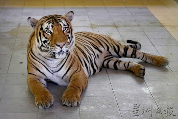 【老虎保育01】野生动物救援中心:养虎为救