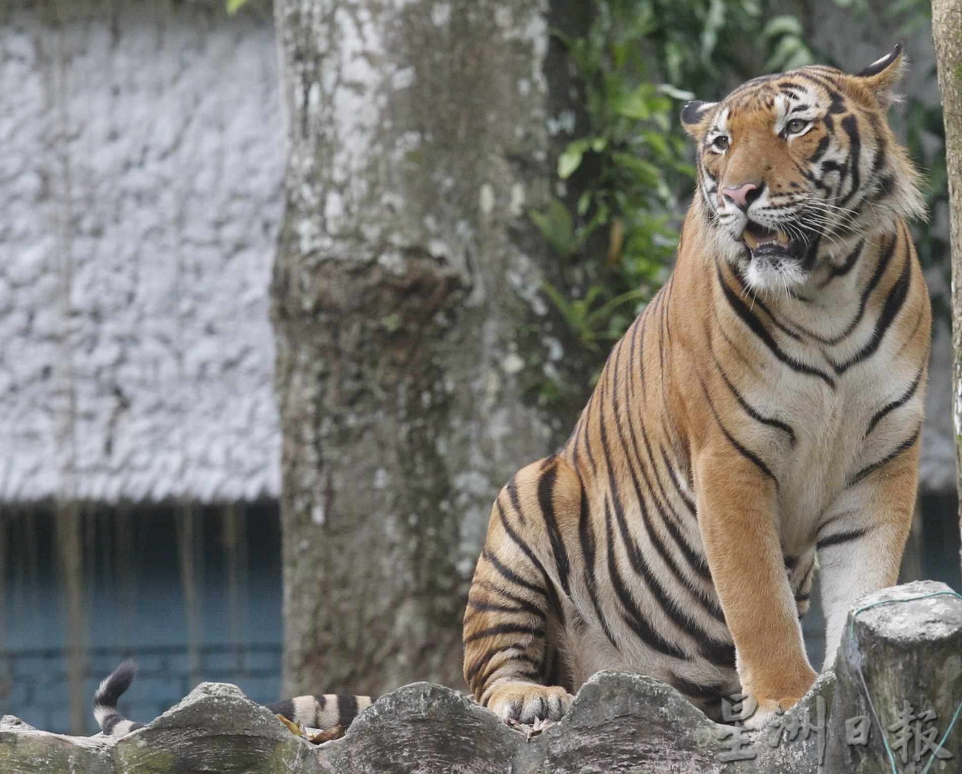【老虎保育03】动物园里圈养的幸与哀愁