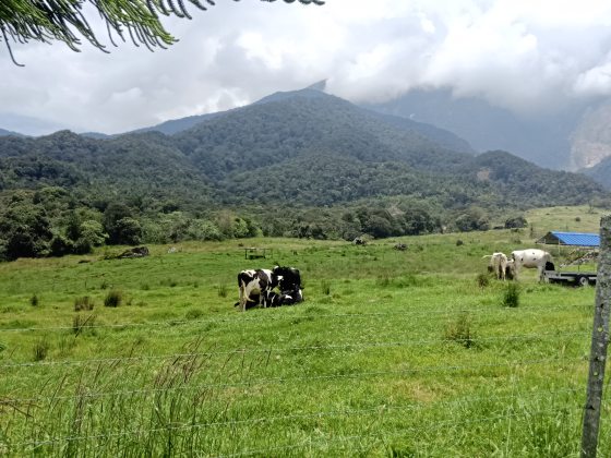 【马来西亚‧沙巴】神山脚下自驾自游