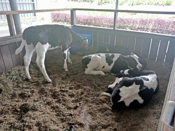 【马来西亚‧沙巴】神山脚下自驾自游