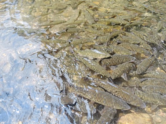 【马来西亚‧沙巴】神山脚下自驾自游