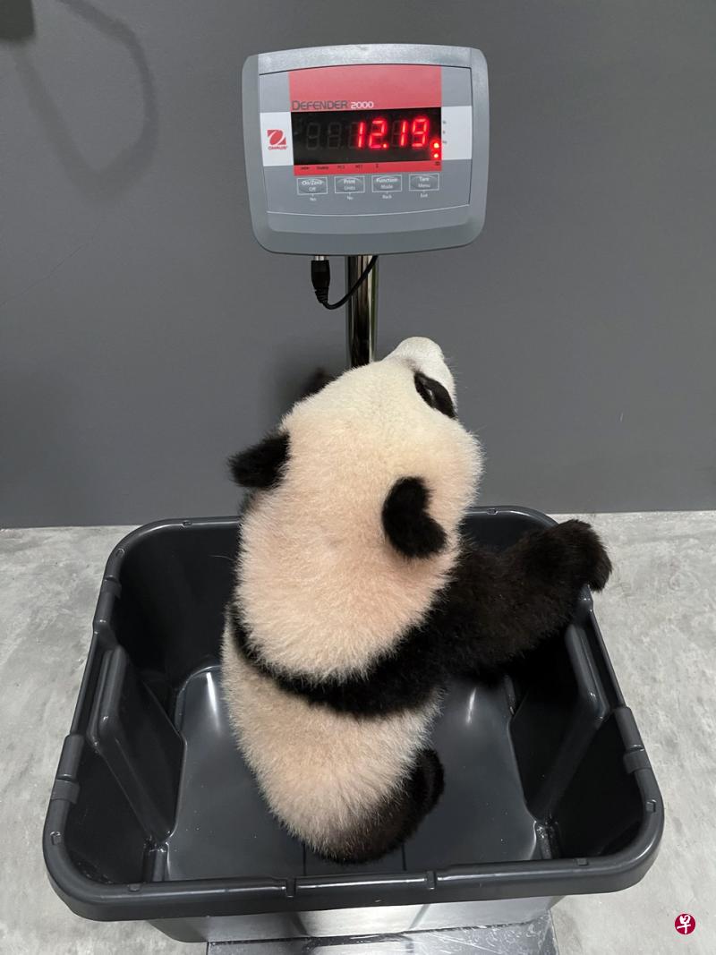 专属“健身房”内练攀爬 叻叻将与妈妈同亮相