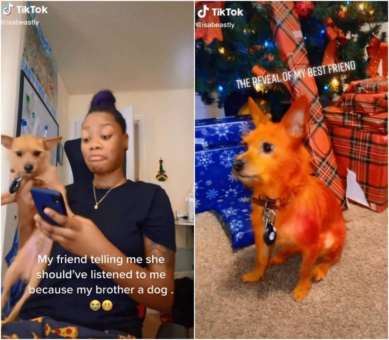 两种颜色染料帮自家“梗犬”染毛...最后大崩溃